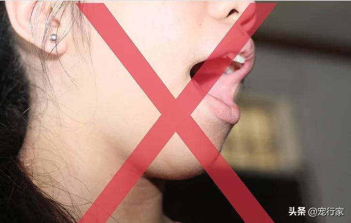 外出遛狗狗狗上厕所怎么办,狗在家定点上厕所可以不遛吗