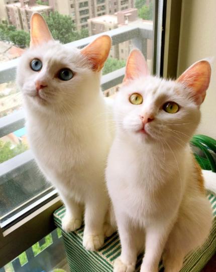 田园猫为什么好养活,为何越来越多人养田园猫