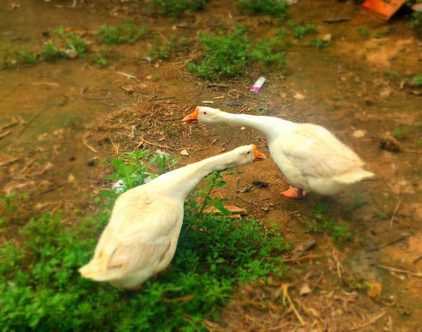 农村7岁小孩在做什么,7岁男孩回家玩什么