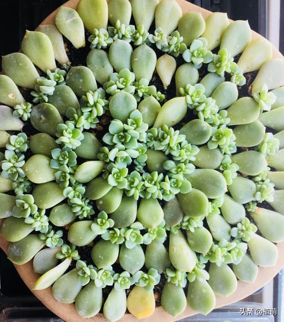 如何让白牡丹变红色,白牡丹多肉怎么养才能爆盆