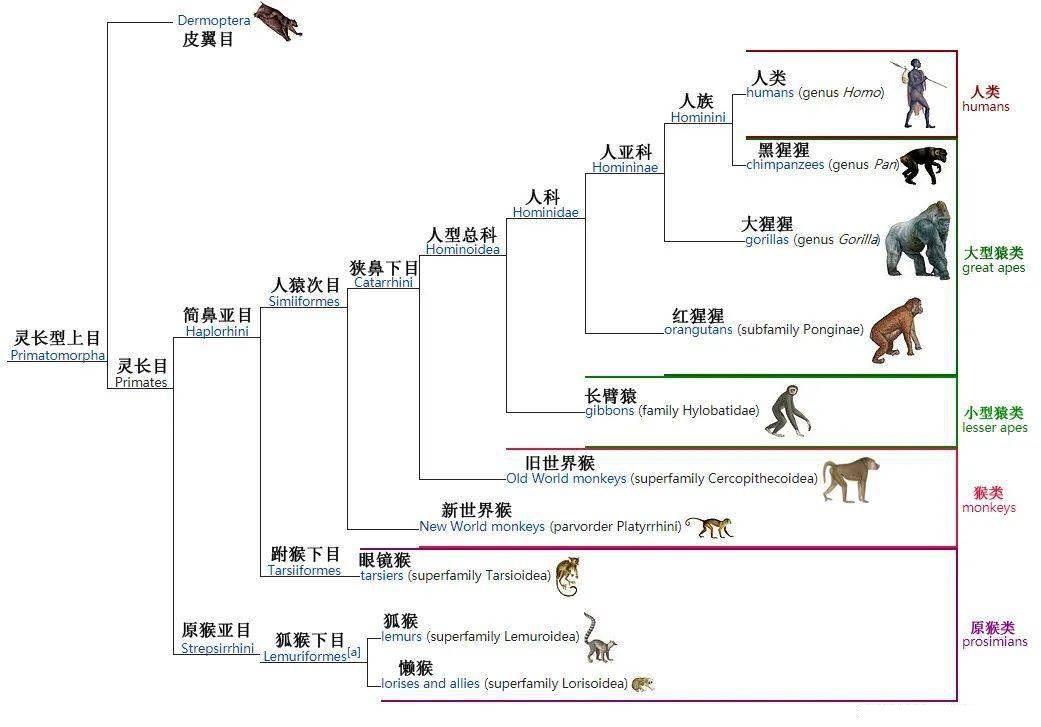 动物大猩猩深度解析,人科动物图谱