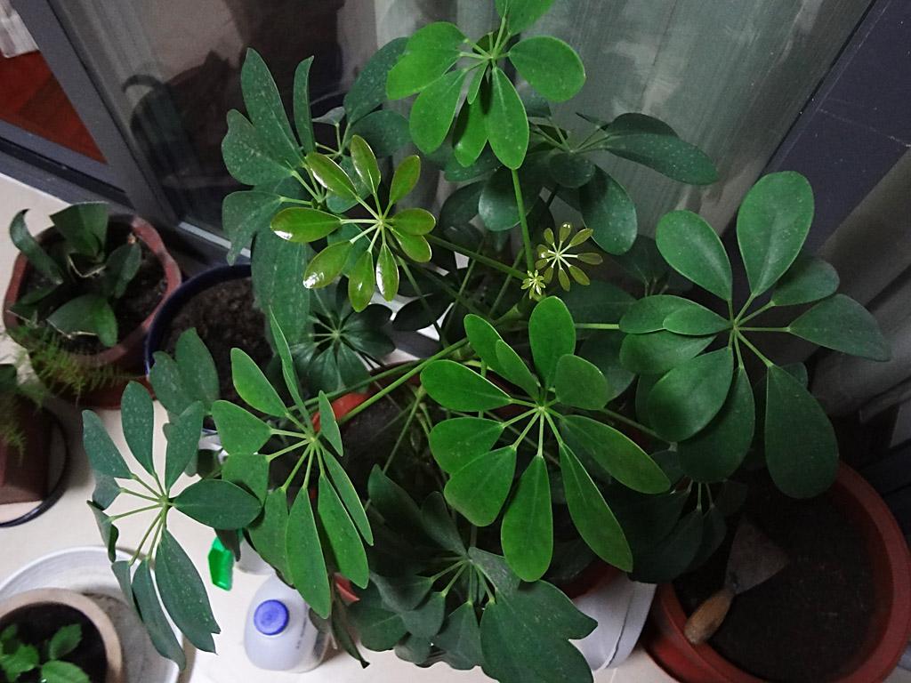 水培鸭掌木不翠绿怎么回事,鸭掌木叶子不油亮