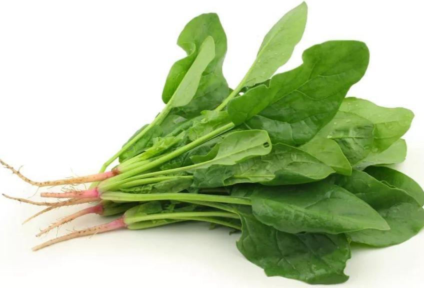 40天左右的狗狗喂什么食物好,二个月狗狗喂什么食物