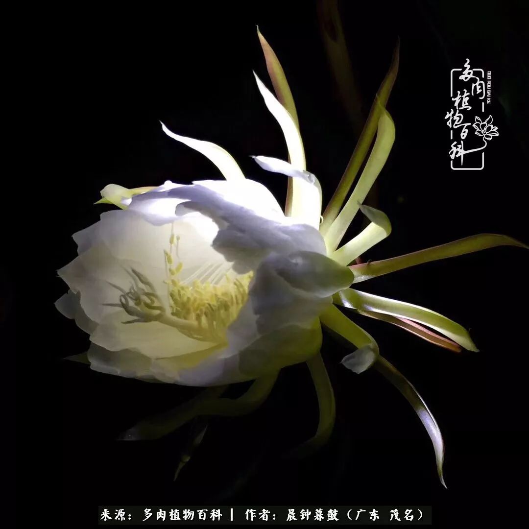 轻轻地告诉你，我的多肉也曾美过，不信你看看