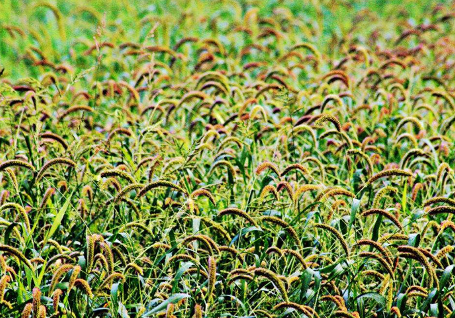 谷子种植，了解其生育阶段，是实现高产的基础，你学会了吗