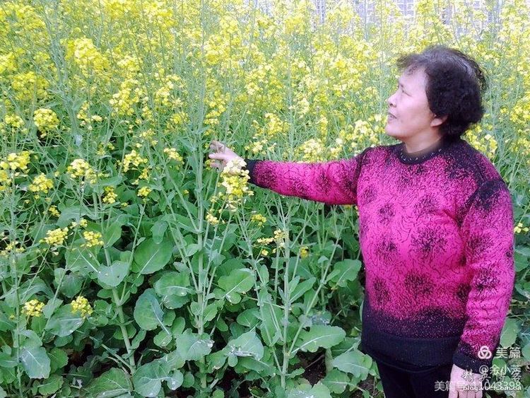 梦中的油菜花田,梦中的油菜花完整版