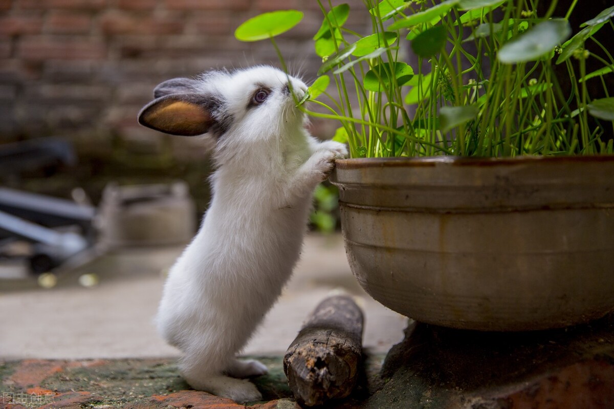 兔子不吃东西拉很小的便便怎么办