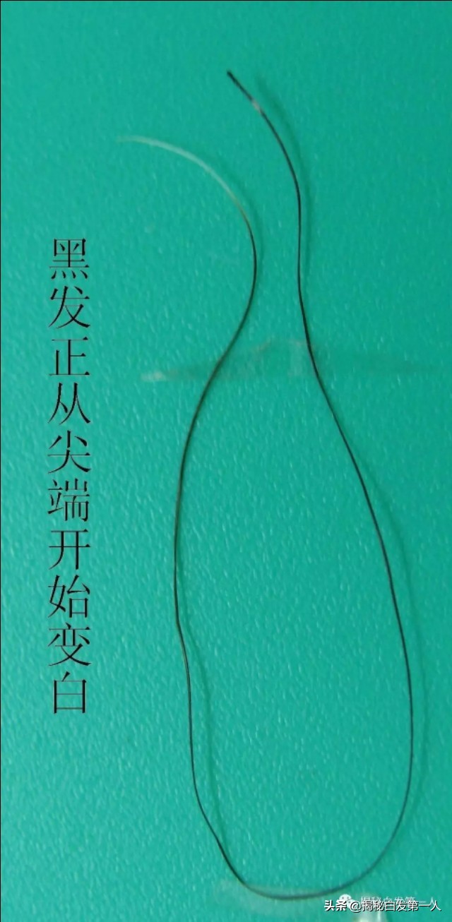 神治合集,神治法