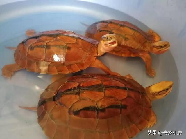 巴西龟到底有什么,巴西龟真的不值钱吗