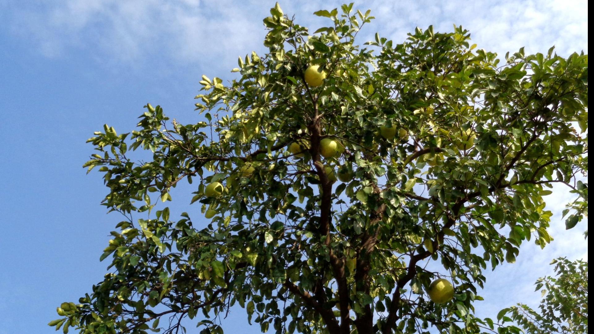 柚子甜不甜在树上就决定了,柚子甜不甜很甜原版视频