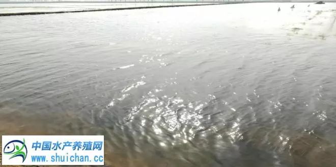 河蟹养殖现状和前景,河蟹养殖技术高产的要点有哪些