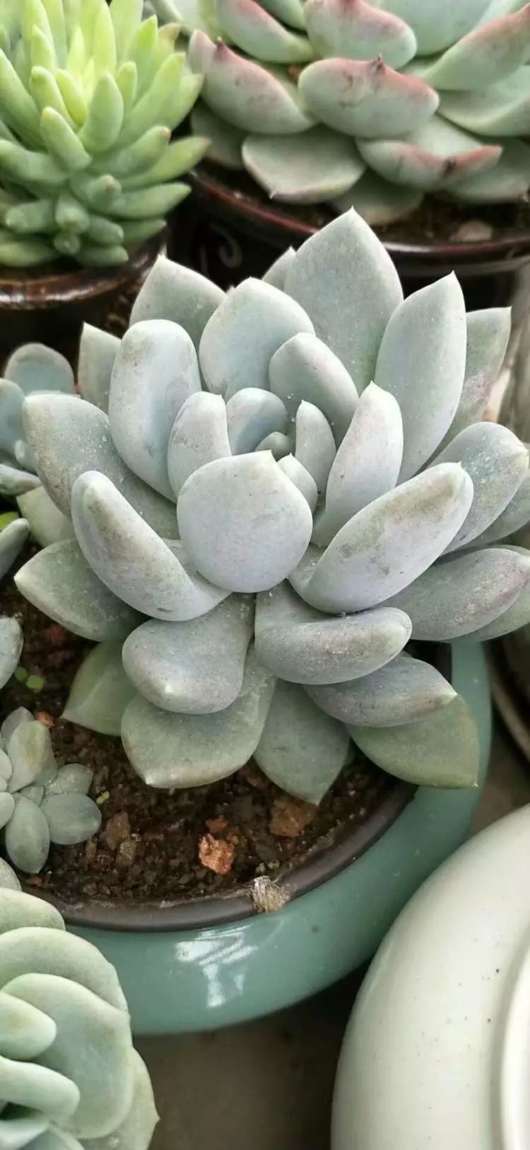 适合学生党养的多肉,适合大学宿舍长期养的多肉