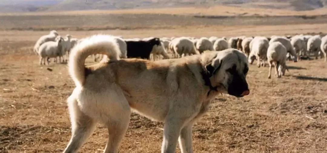 哪种犬可以单挑过老虎,能战胜狼的猛犬