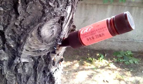 红枫治天牛的最佳方法,美国红枫天牛幼虫怎么治