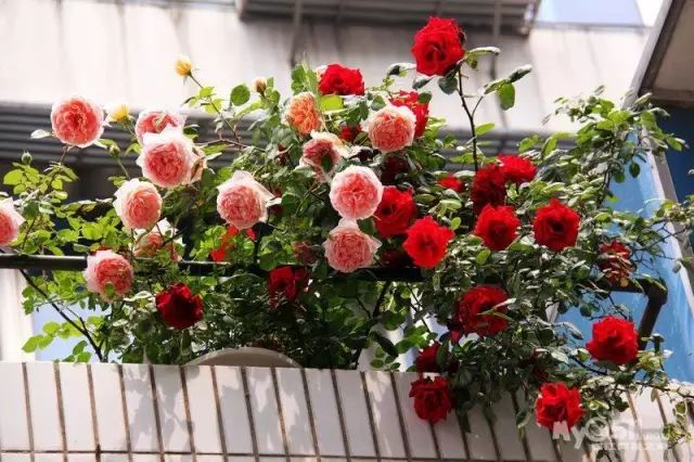 封闭阳台爬藤月季如何牵引,爬藤月季怎么牵引花墙才能开爆花