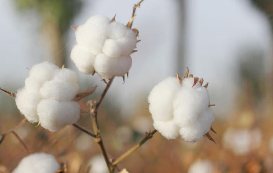 国货毛巾品牌,创业7年一路走来