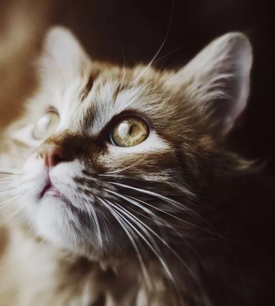 怎么撸猫毛才能防止飞毛,怎么撸猫才会掉毛