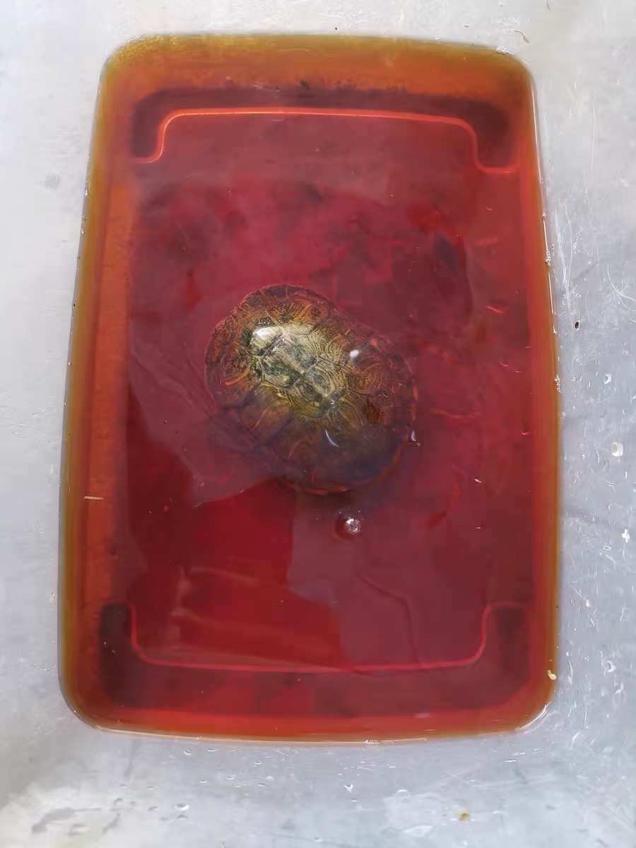 乌龟用高锰酸钾消毒的正确方法,聚维酮碘能给新买的乌龟消毒吗