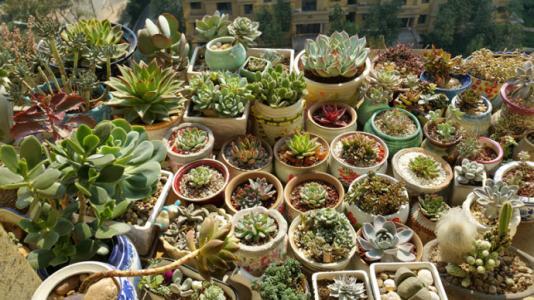 多肉全部搬到户外养,多肉观赏性强怎么办