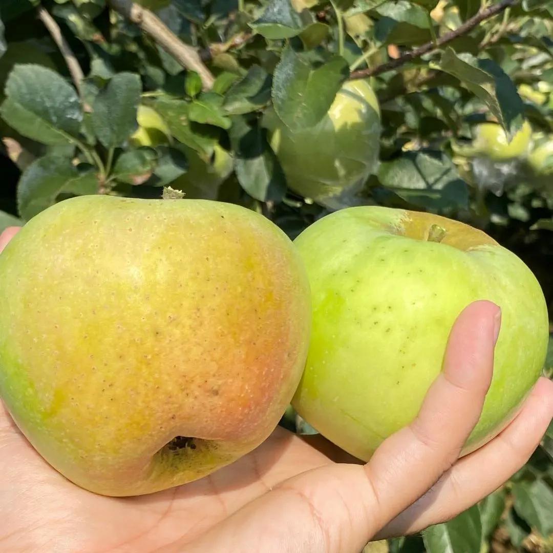 苹果嫁接什么水果好,苹果必须嫁接才好吃吗