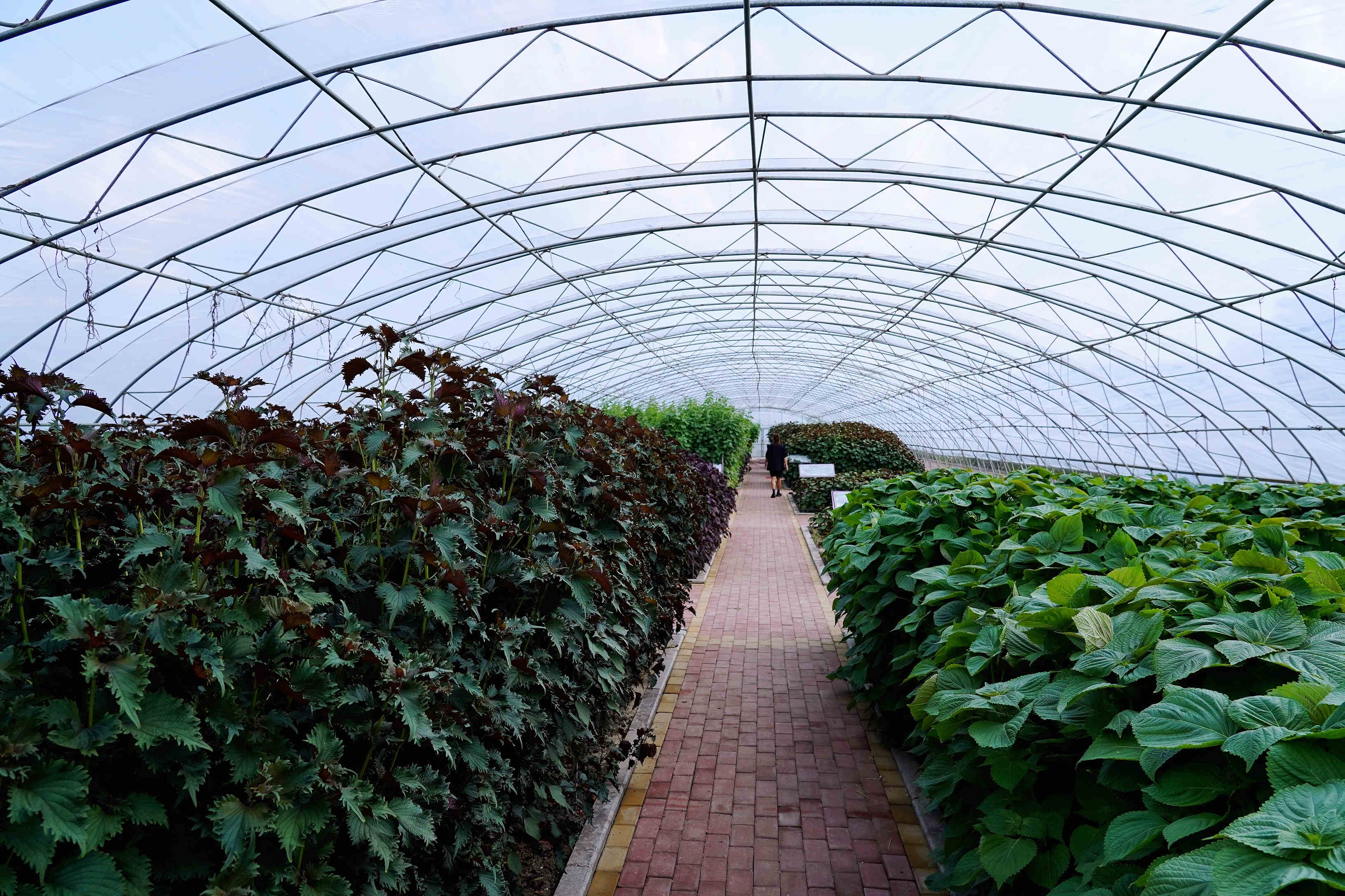 桦南紫苏种植基地在哪里,桦南紫苏简介