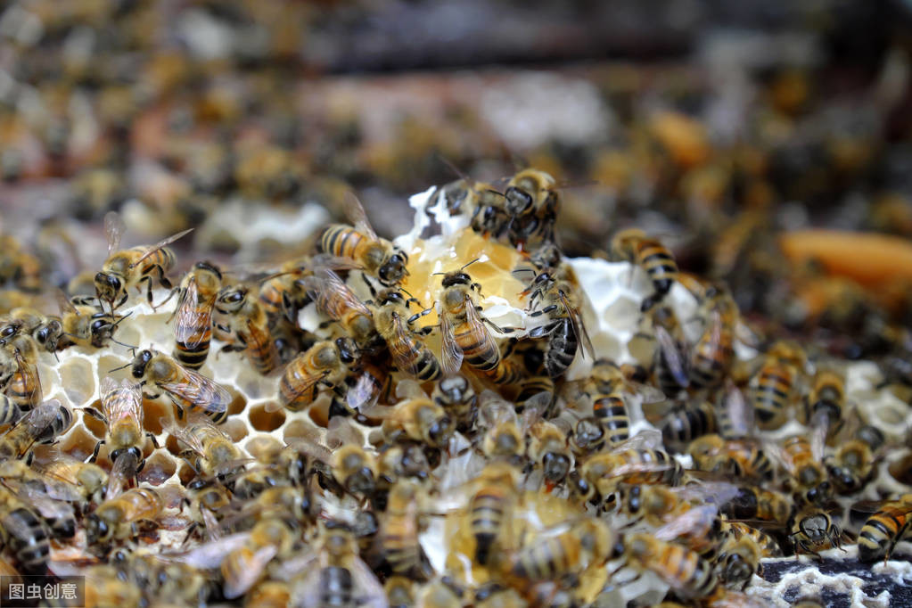如何养蜜蜂的最佳方法,如何养蜜蜂教程视频