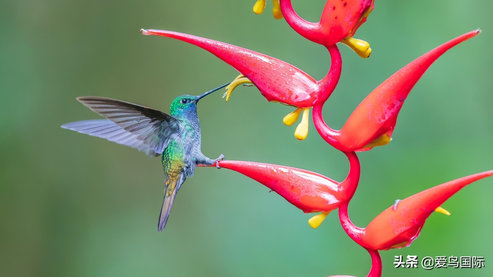 鸟类最好看的照片,100张绝美鸟类图片