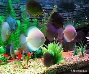 鱼缸摆放客厅位置图,鱼缸对门摆放好不好