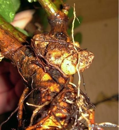 月季病害高清图,12种月季常见病害图解