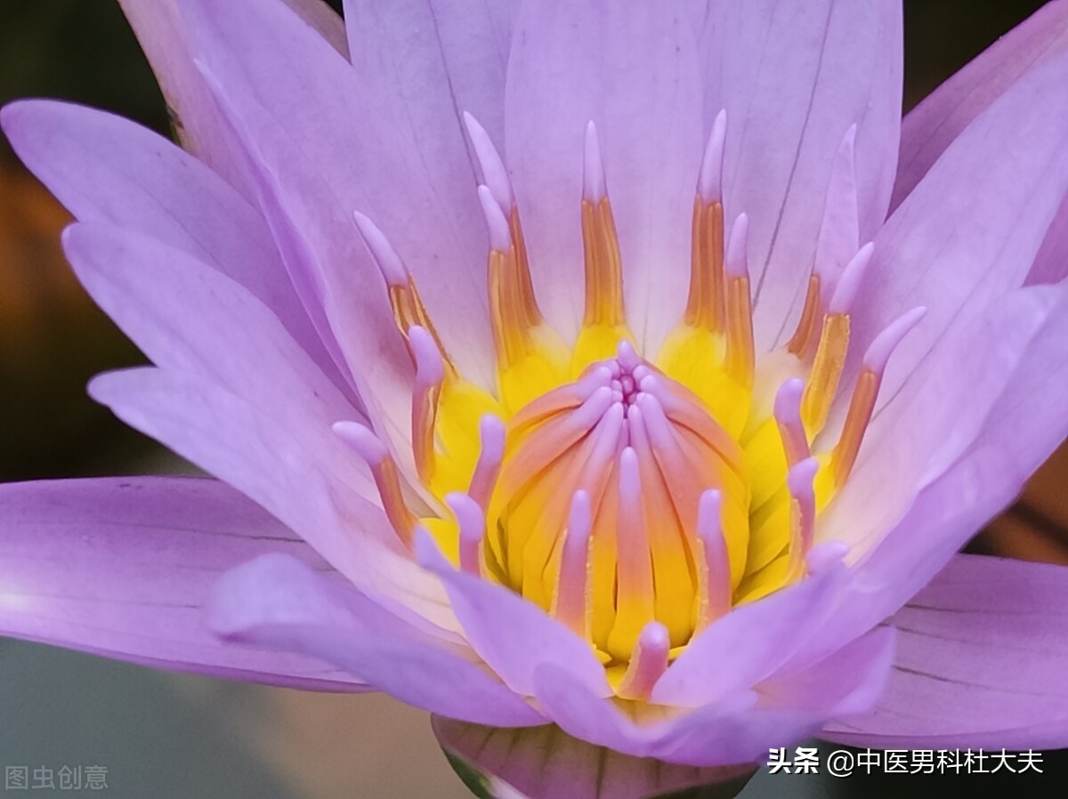 容易生气气血不足怎么调理,容易生气肝火旺口气臭怎么办