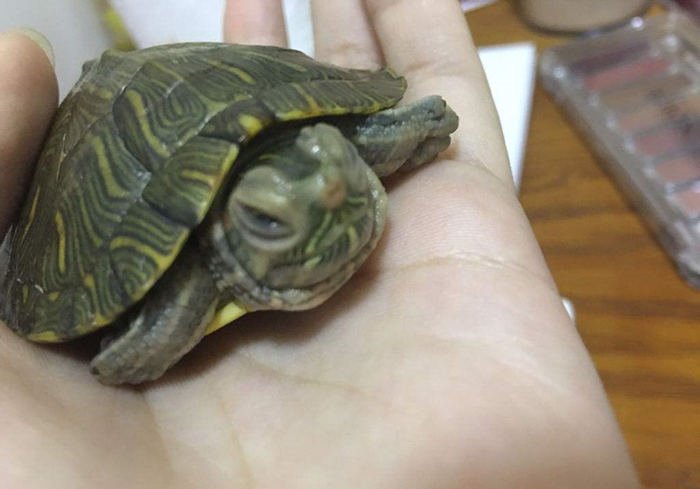 乌龟咬到人怎么样才能让乌龟松口,手被乌龟咬了视频