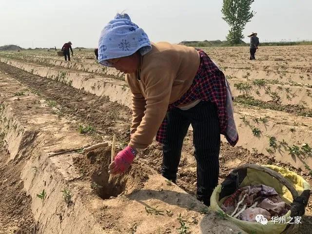 华州区这里出土“白象牙”,种一次可连续采10年到15年!