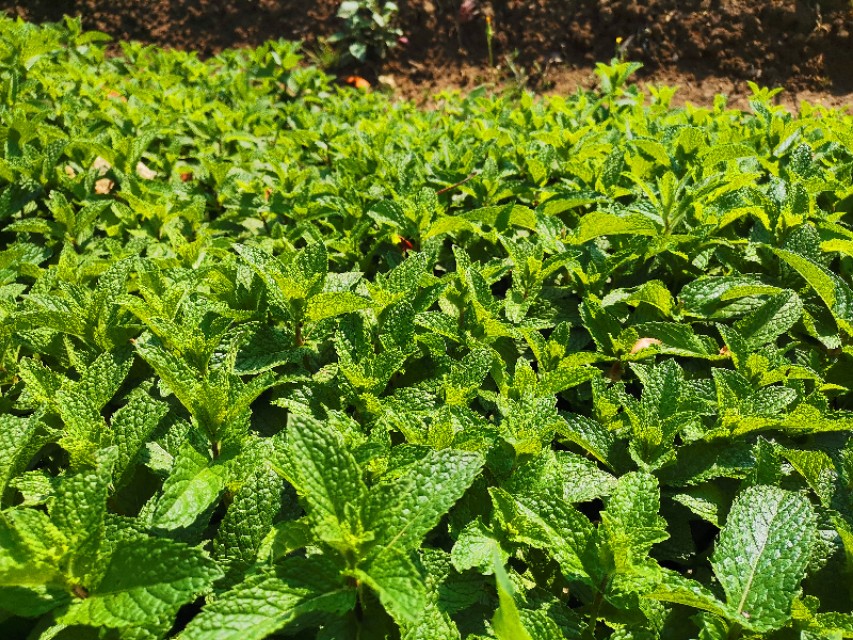与薄荷相似的野菜,野薄荷野菜