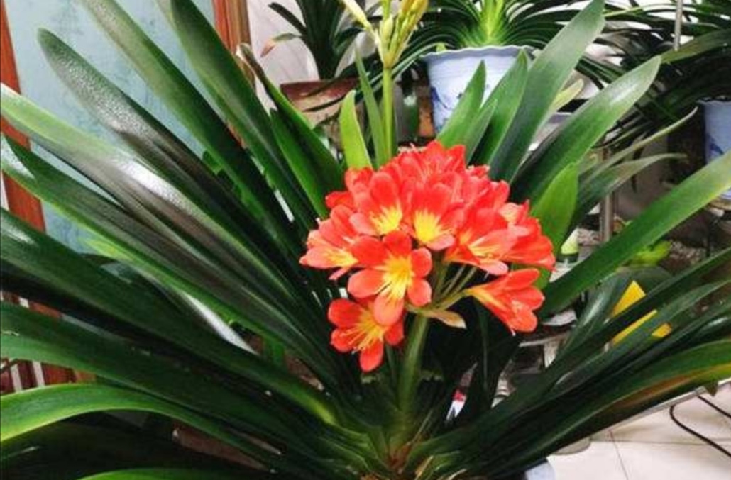 君子兰花谢之后夹箭正确处理方法,君子兰花期夹箭主要原因是什么