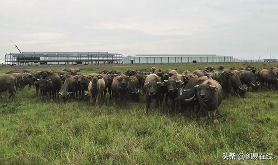 去越南开加工厂靠谱,去越南开工厂免税吗