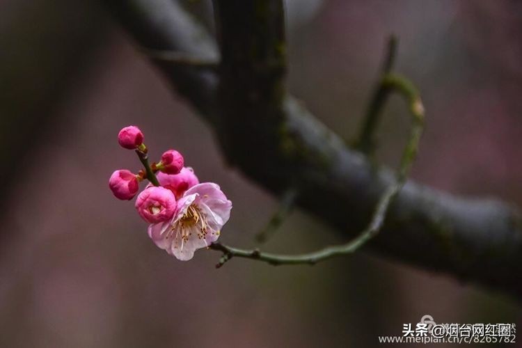 南京梅花山梅花开了吗,来南京梅花山赏梅花
