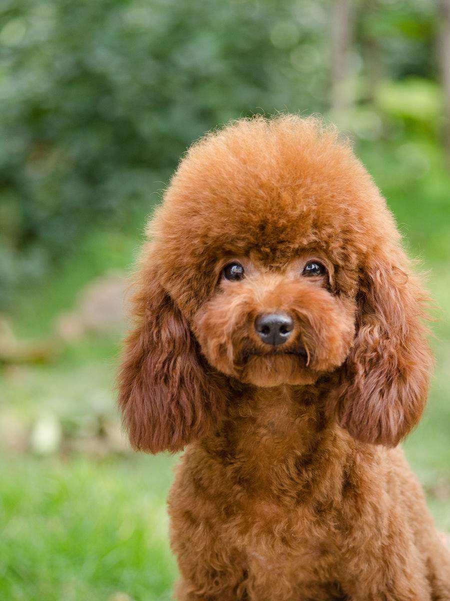 二狗泰迪,泰迪为啥会烂大街