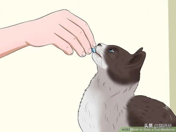 猫癣不好上药,猫癣一直不好越来越多