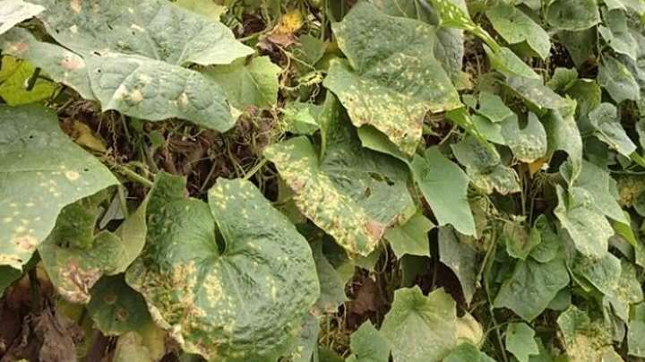 丝瓜花蒂处发霉还可以吃吗,丝瓜苗茎部老是烂是什么病