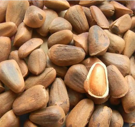 长白山榛子包邮,长白山青松邑坚果年货礼盒