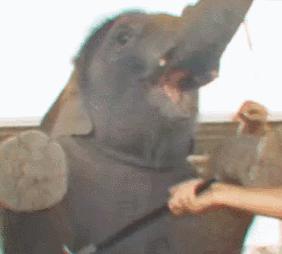 小飞象真实事迹,小飞象哭了全过程