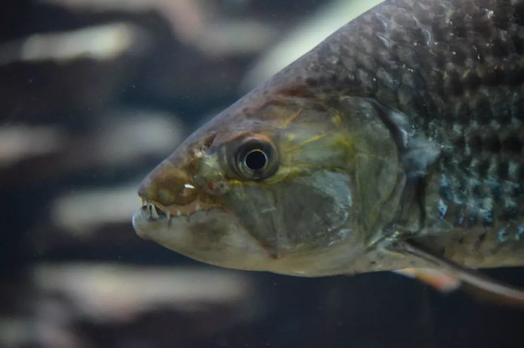 世界十大凶猛淡水鱼类,顶级淡水鱼类