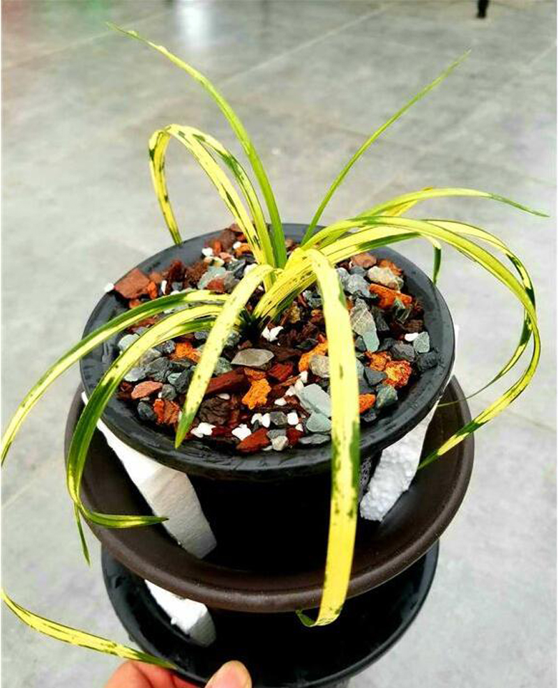 花瓶的兰花叶片发黄怎么处理,兰花叶片发黄需要施什么肥料