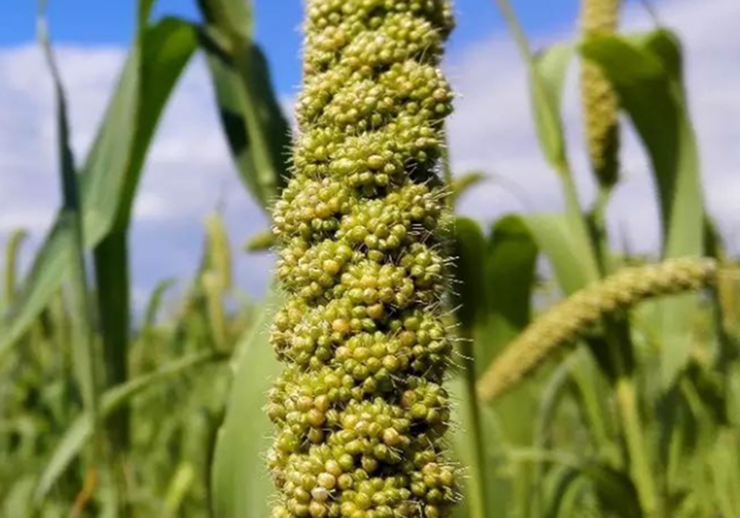 谷子种植：播种方法你知道多少？这里列有几种，来学习一下