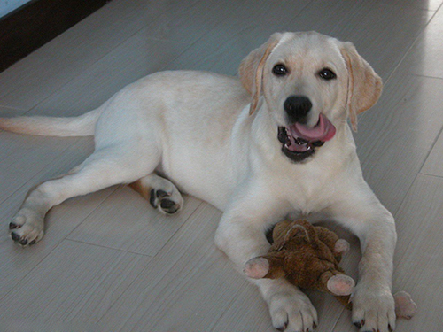 狗做完手术后伤口流脓流血,狗狗身上有黑色结痂流脓