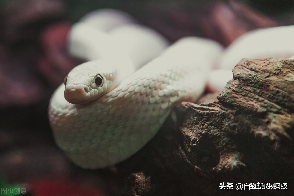 毒蛇最怕动物是什么,遇到毒蛇有哪些解决方法