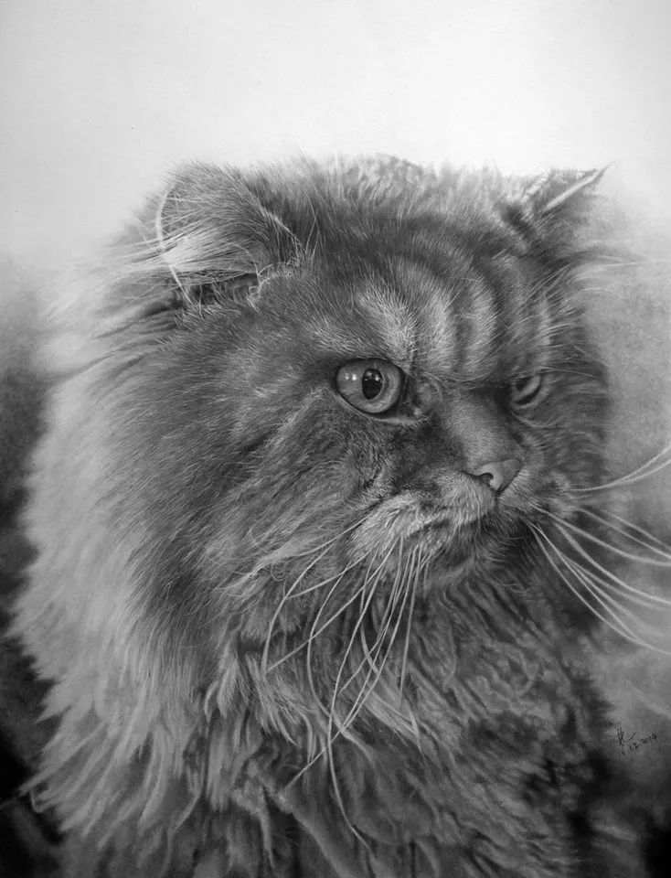 素描动物入门知识,素描动物简单入门教程狗