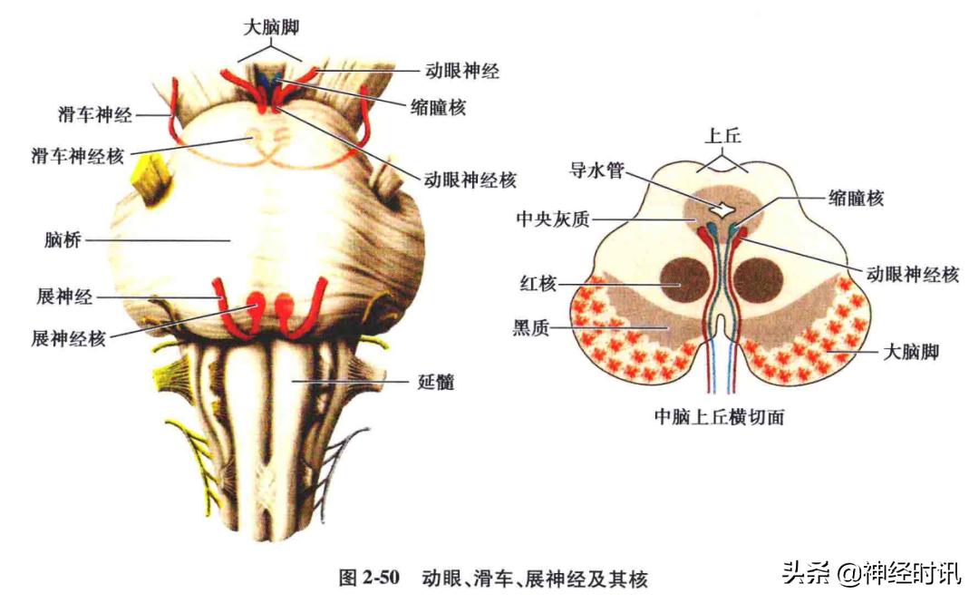 脑干解剖,脑干神经解剖