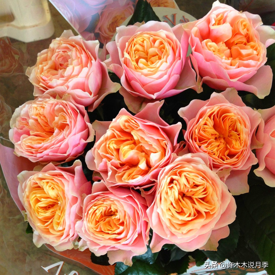 月季病害通用药,月季病害的必备药物