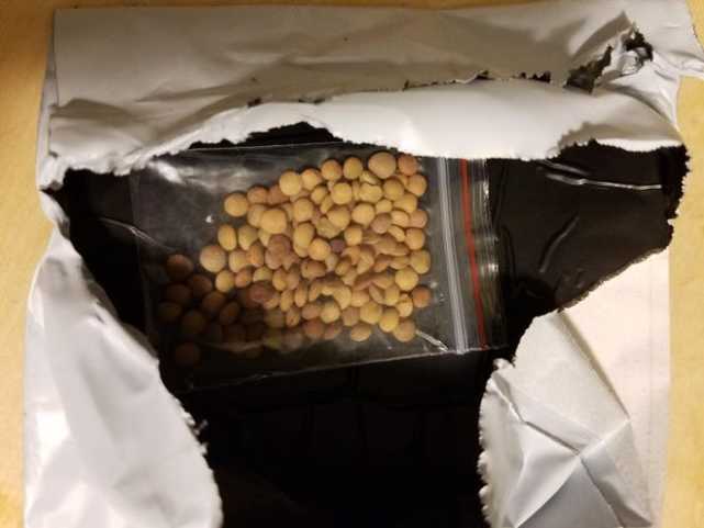 美国确认“来自中国”神秘种子无害,但称为了“国家安全”不要种